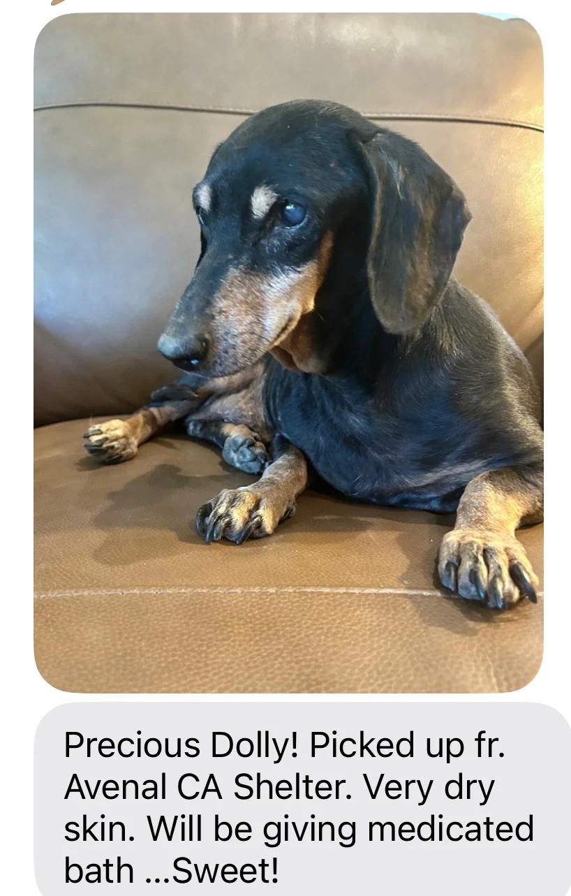 Dolly - Santa Barbara