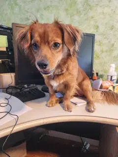 Rusty - Oc image 1