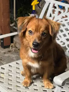 Rusty - Oc image 3