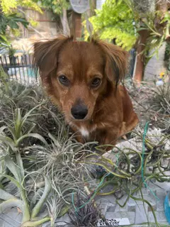 Rusty - Oc image 4