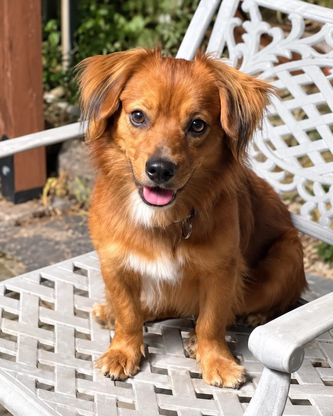 Rusty - Oc - Dachshund