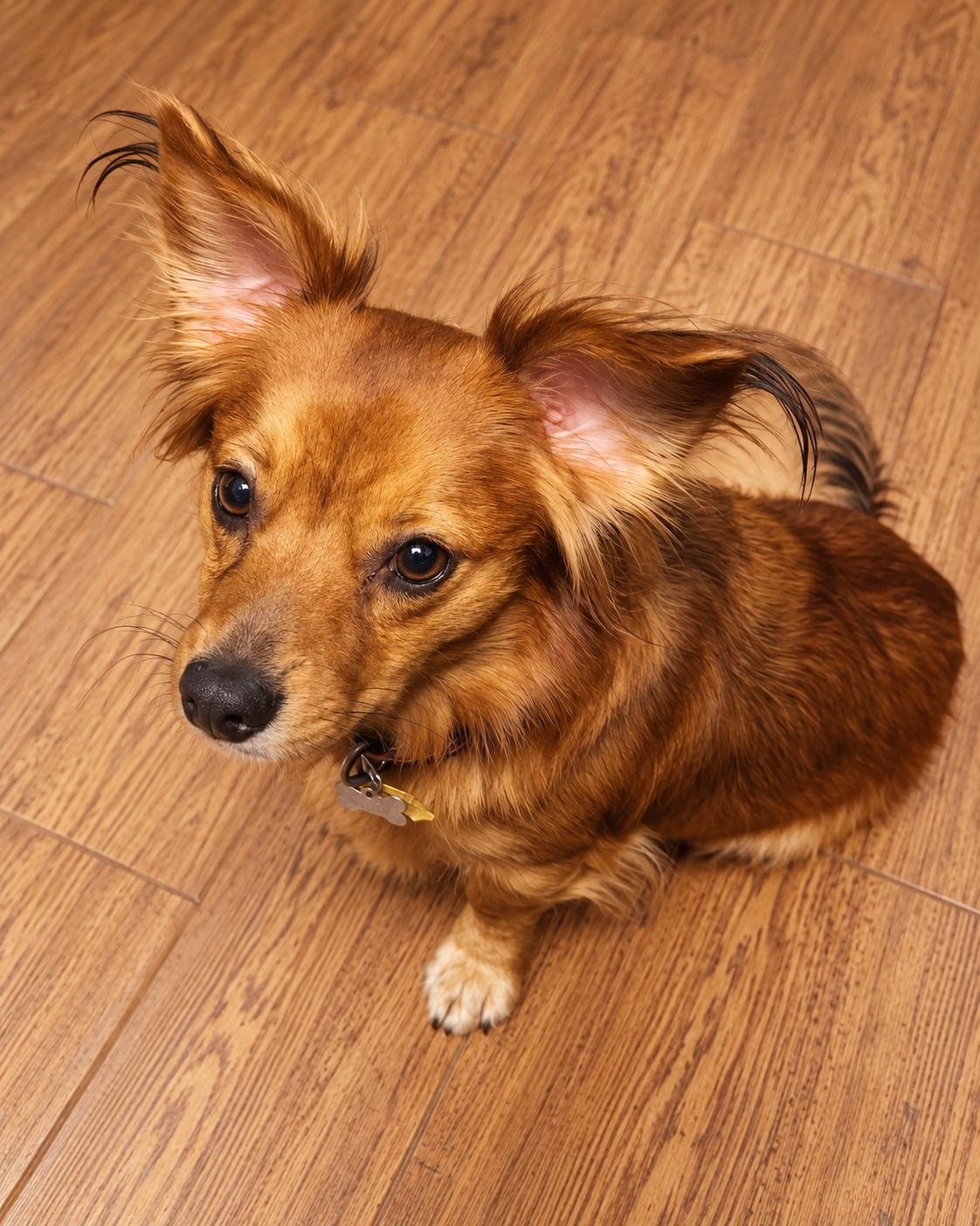 Rusty - OC, photo 2
