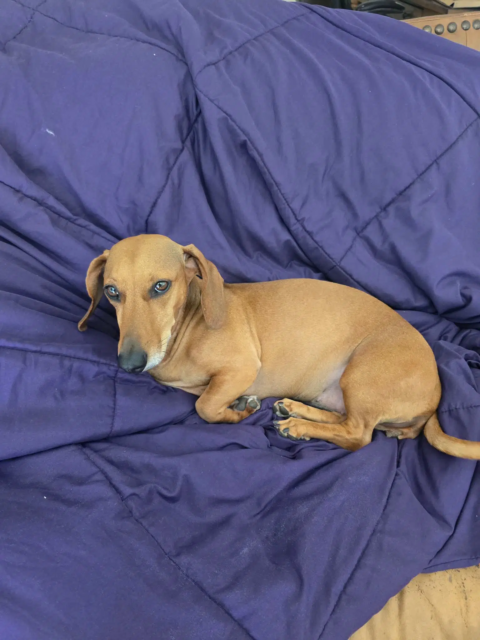 Ginger - Dachshund