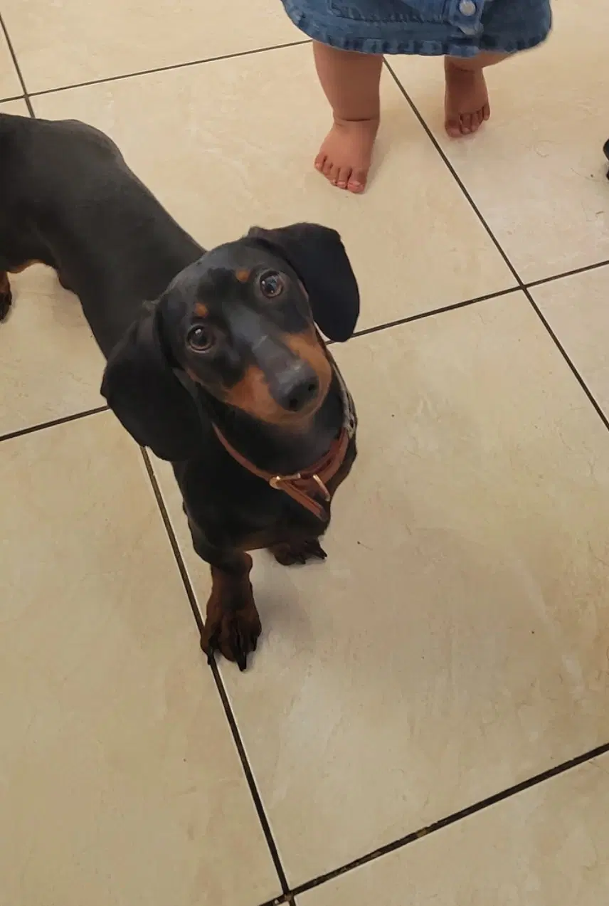 Hamilton - Logan Ut - Dachshund