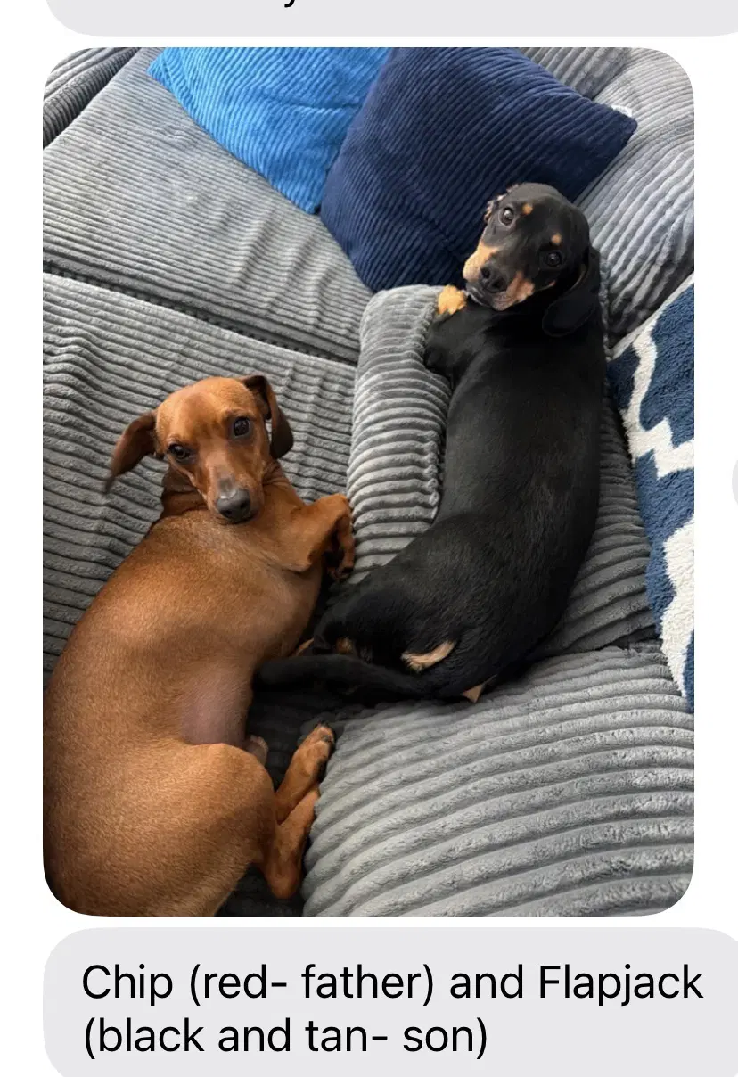 Chip Bonded With Flapjack - Dachshund