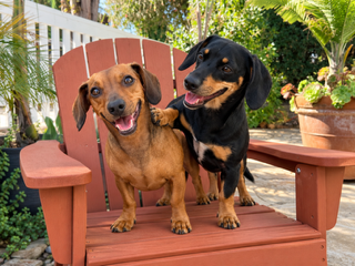 Flapjack (bonded with Chip) Santa Barbara, Dachshund