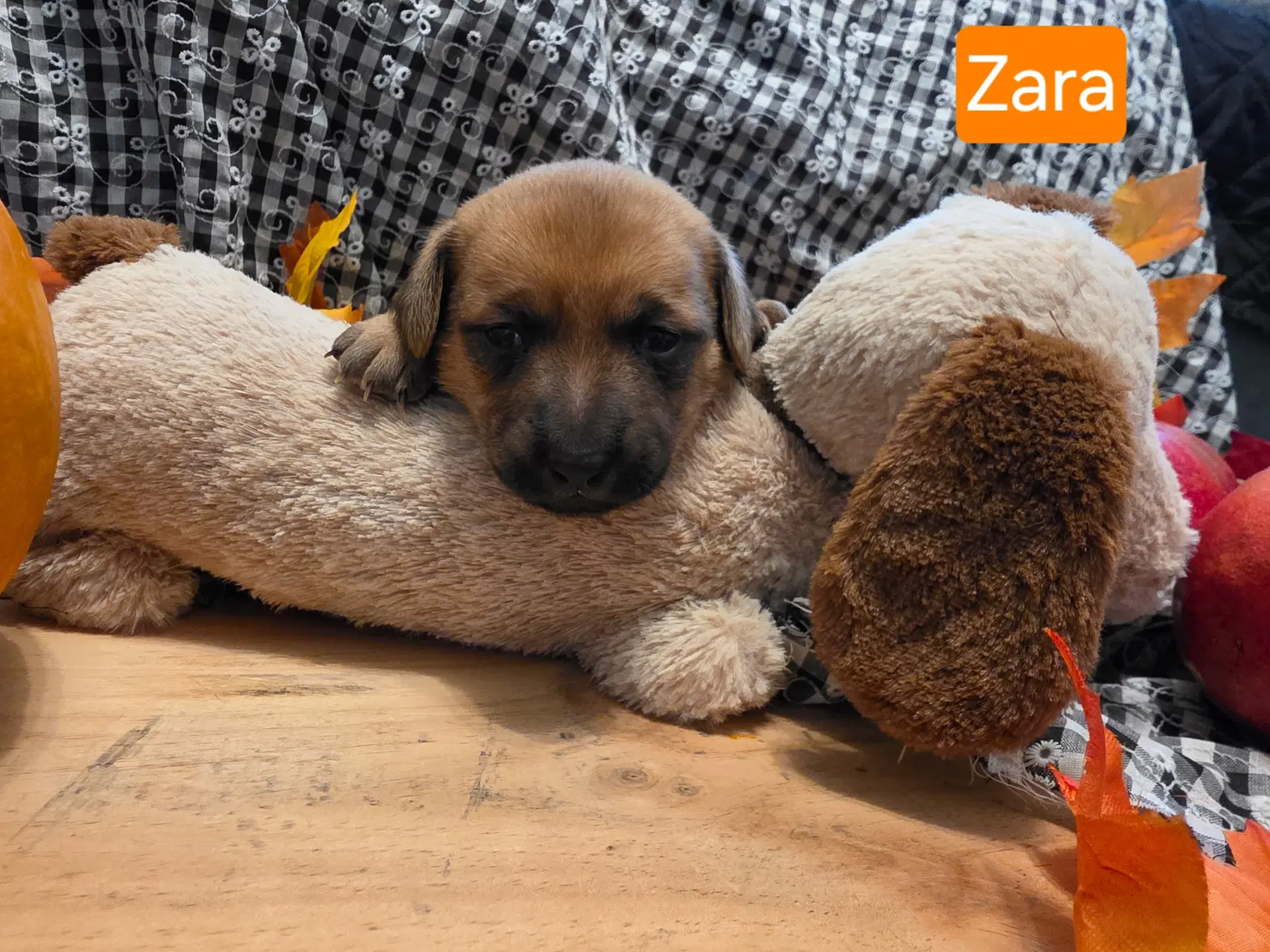 Puppy Zara - Dachshund