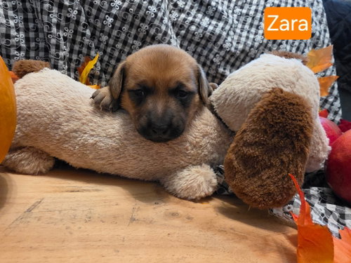 Puppy Zara, a dog for adoption from Dachshund Rescue of Los Angeles