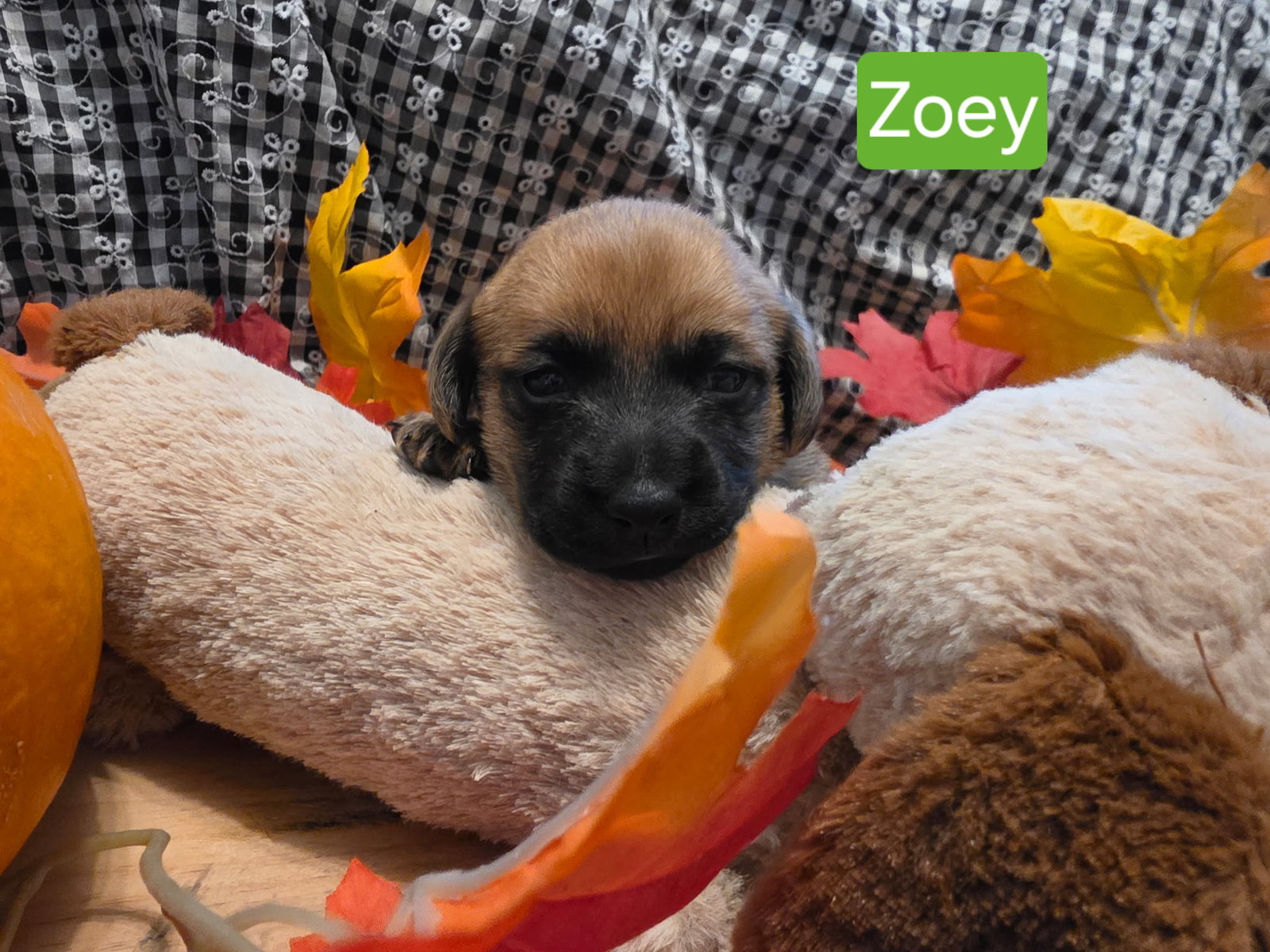 Puppy Zoey, Dachshund