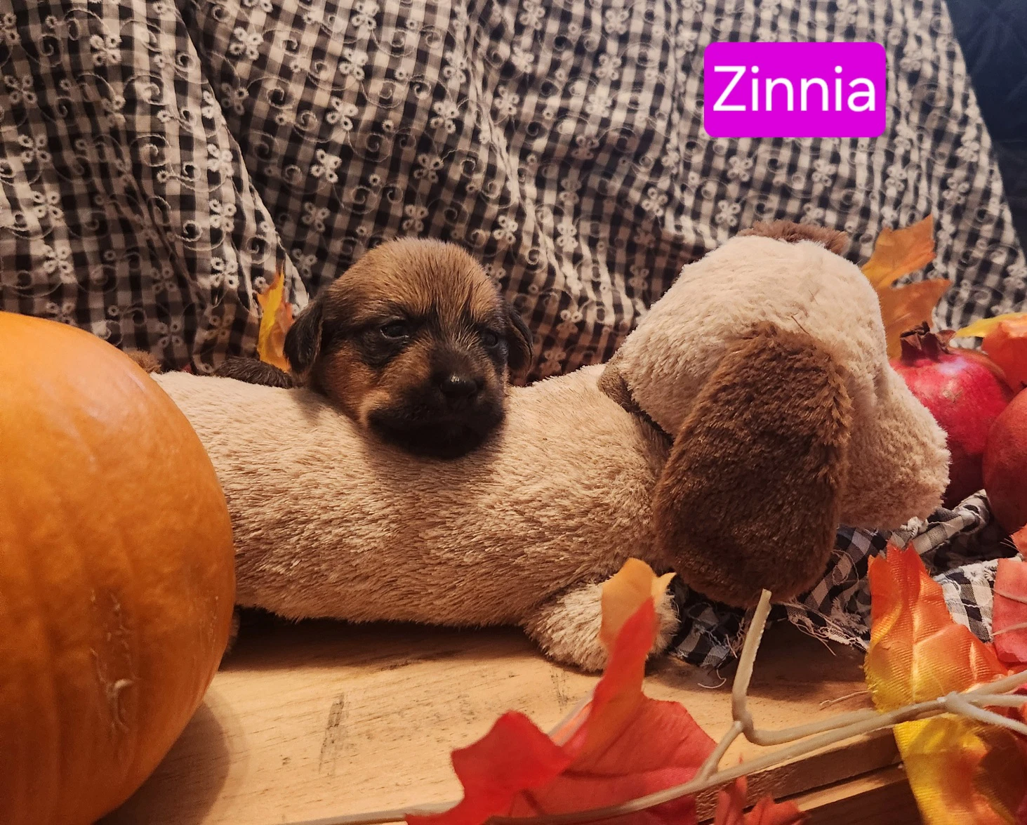 Puppy Zinnia