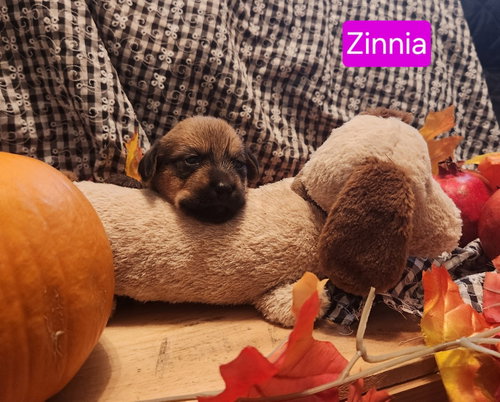 Puppy Zinnia, a dog for adoption from Dachshund Rescue of Los Angeles