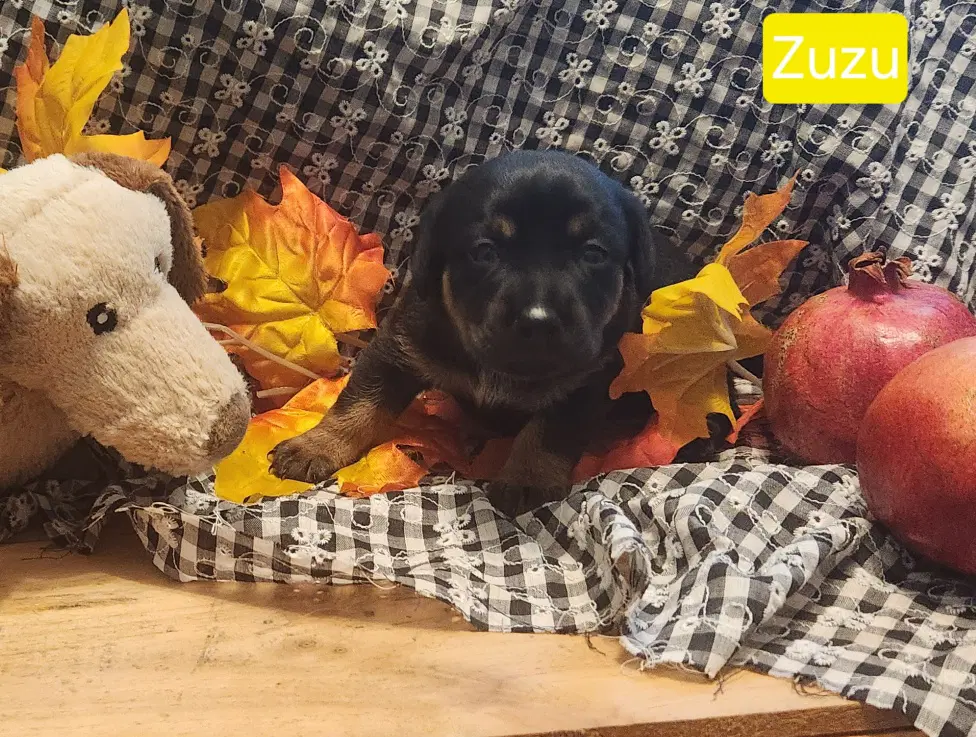 Puppy Zuzu - Dachshund