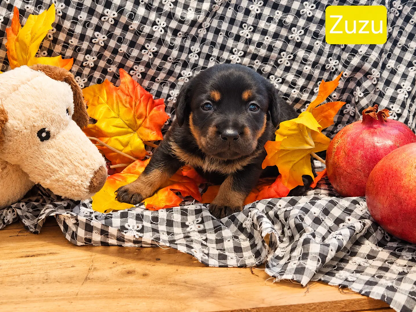 Puppy Zuzu - Dachshund