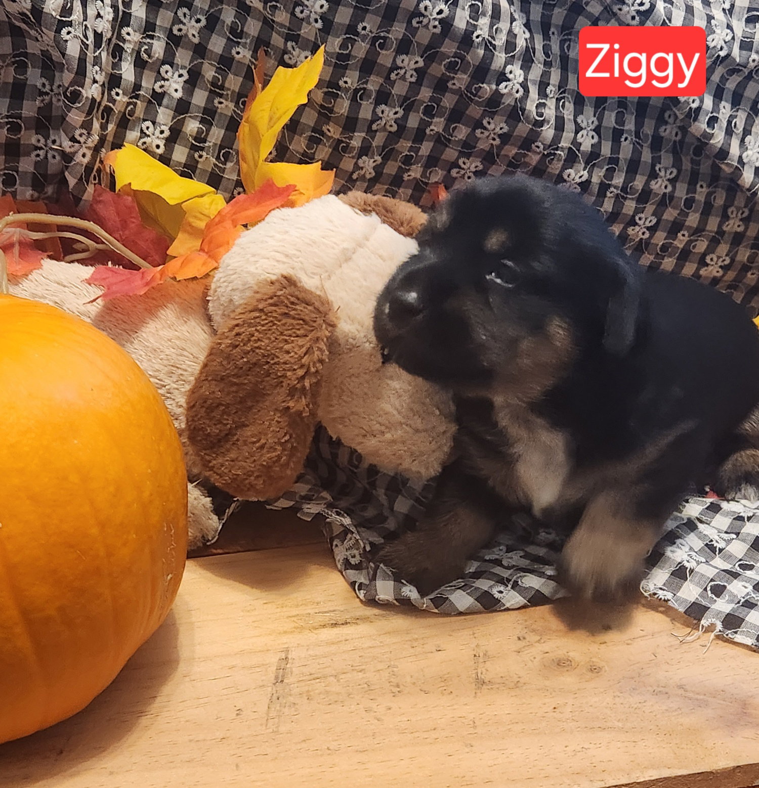 Puppy Ziggy, Dachshund