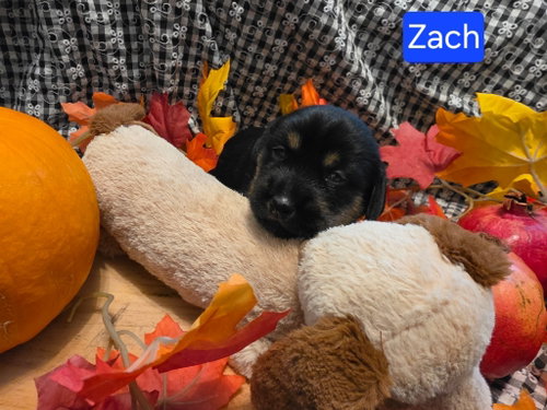 Puppy Zach, a dog for adoption from Dachshund Rescue of Los Angeles