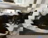adoptable Cat in , NY named Catsy Cline