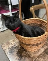 adoptable Cat in Rochester, NY named Alexa