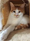 adoptable Cat in rochester, NY named Fanta