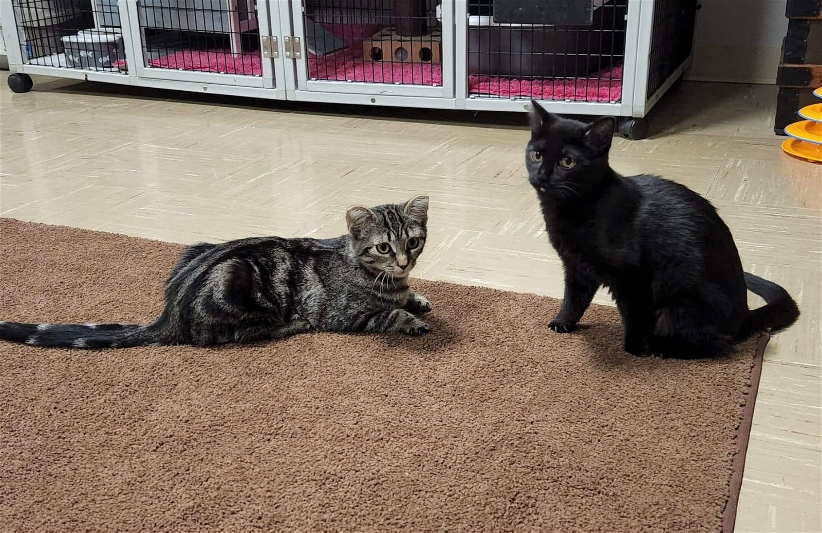 adoptable Cat in Rochester, NY named Jemima and Jellyorum Bonded sisters Special Needs