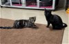 adoptable Cat in rochester, NY named Jemima and Jellyorum Bonded sisters Special Needs