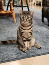Jemima and Jellyorum Bonded sisters Special Needs - Photo 2