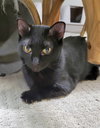 Jemima and Jellyorum Bonded sisters Special Needs - Photo 3