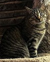 Harley - Photo 4