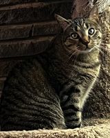 Photo 4 of Harley
