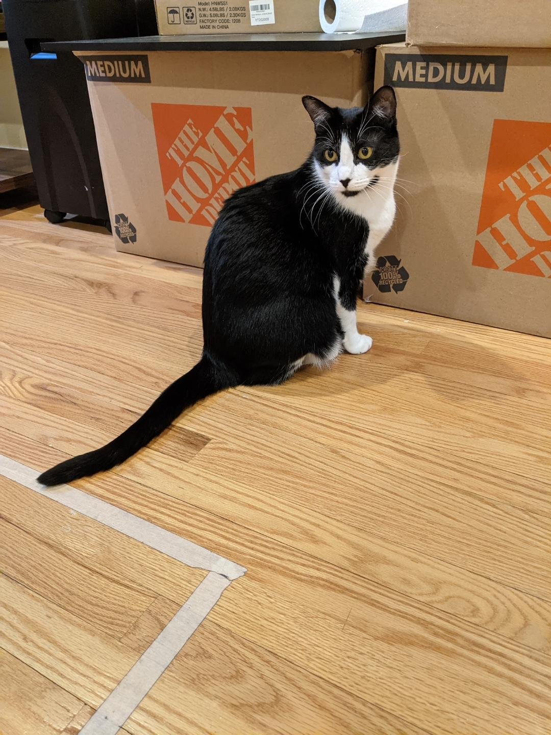 adoptable Cat in Rochester, NY named Newt