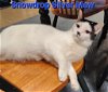 adoptable Cat in rochester, NY named Snowdrop Silver Mew