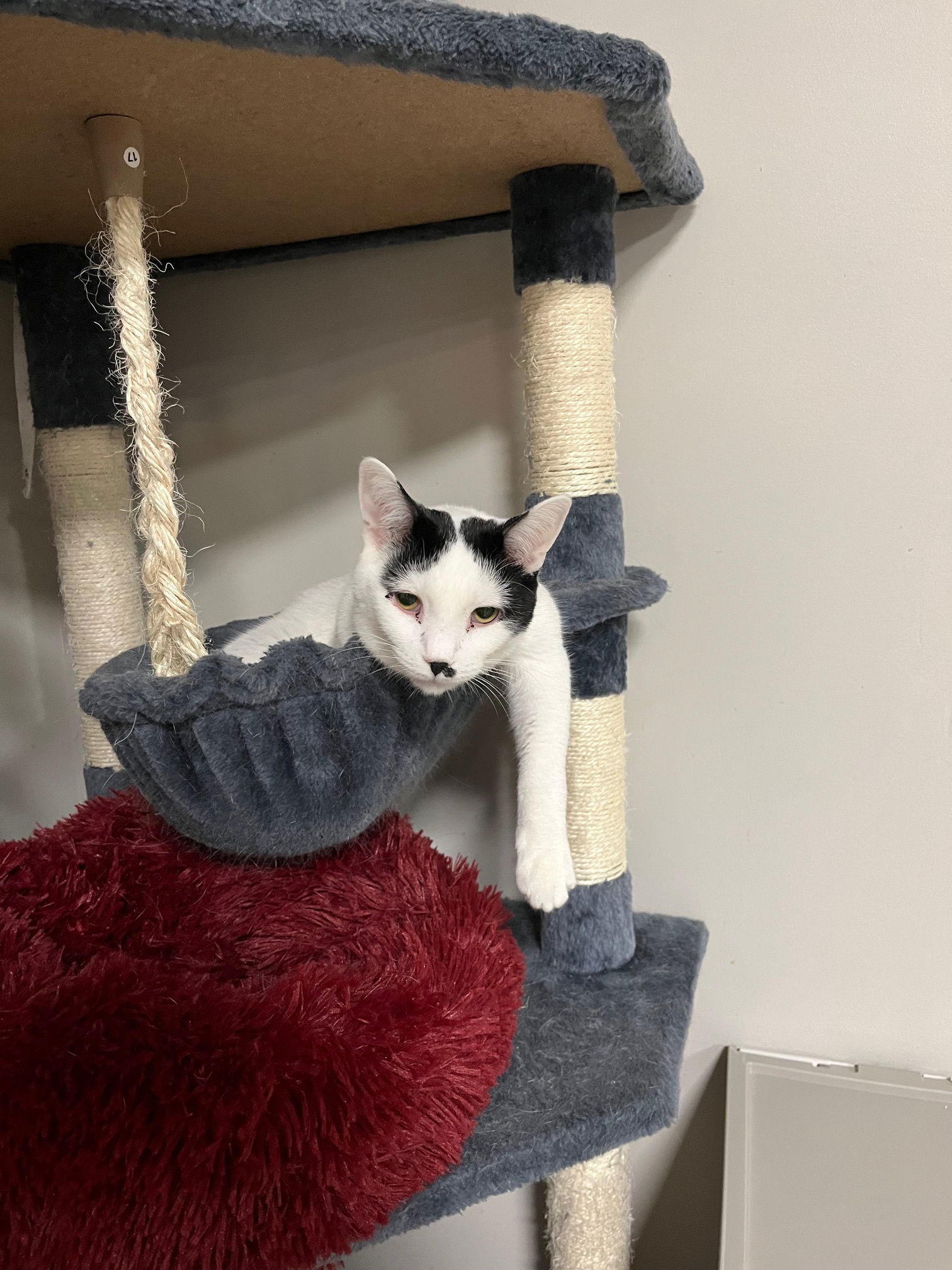 adoptable Cat in Rochester, NY named Snowdrop Silver Mew