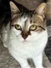 adoptable Cat in rochester, NY named Kendra