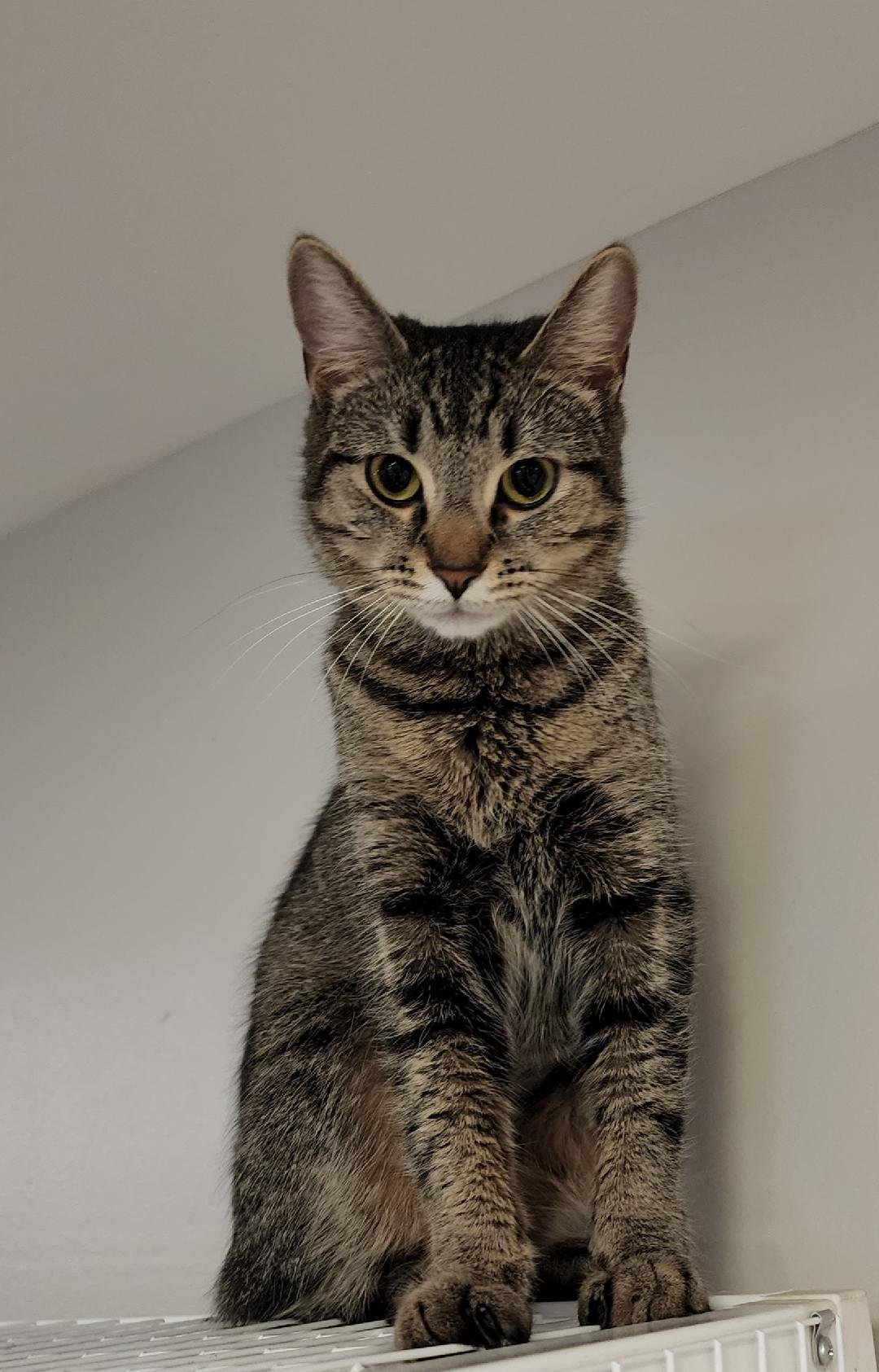 adoptable Cat in Rochester, NY named Lavender