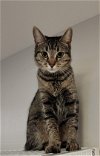 adoptable Cat in rochester, NY named Lavender