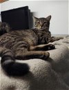 adoptable Cat in rochester, NY named Rumpus Cat