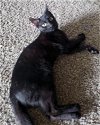 adoptable Cat in rochester, NY named Allen