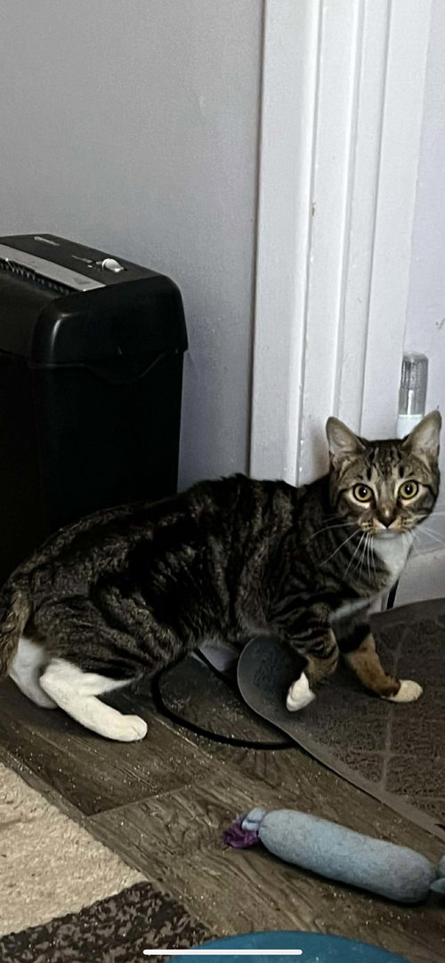 picture of the cat needing adoption
