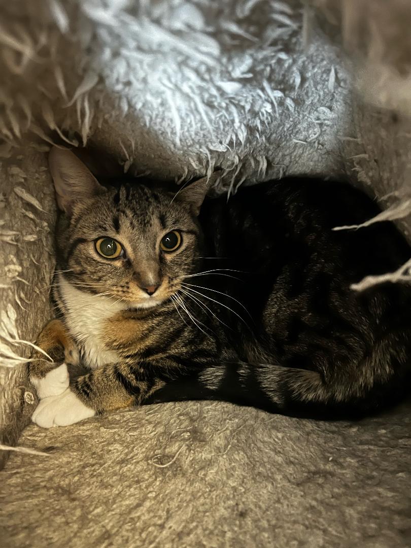 adoptable Cat in Rochester, NY named Reign