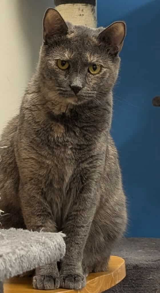 adoptable Cat in Rochester, NY named AshFur
