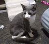 adoptable Cat in Rochester, NY named Silver Stream