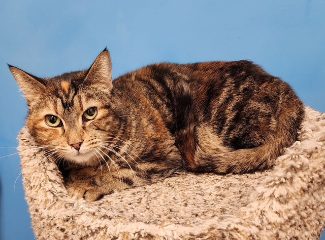 adoptable Cat in Rochester, NY named Pastry
