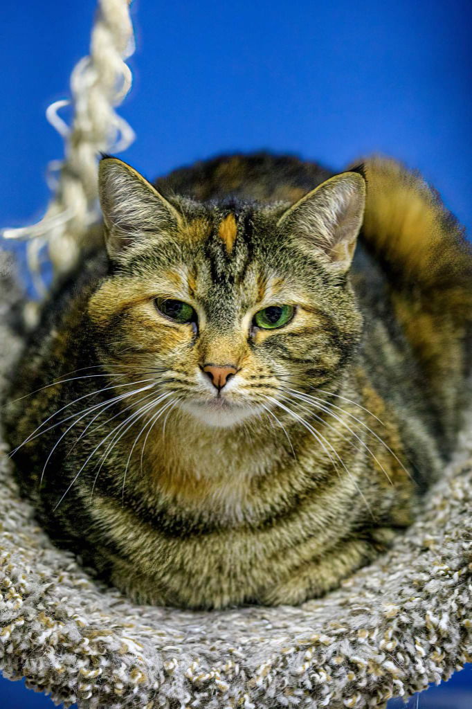 adoptable Cat in Rochester, NY named Pastry