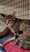 adoptable Cat in rochester, ny, NY named Bustopher Jones