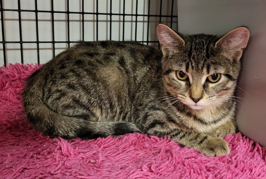 adoptable Cat in Rochester, NY named Carbucketty
