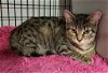 adoptable Cat in rochester, ny, NY named Carbucketty