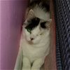 adoptable Cat in rochester, ny, NY named Castaspella