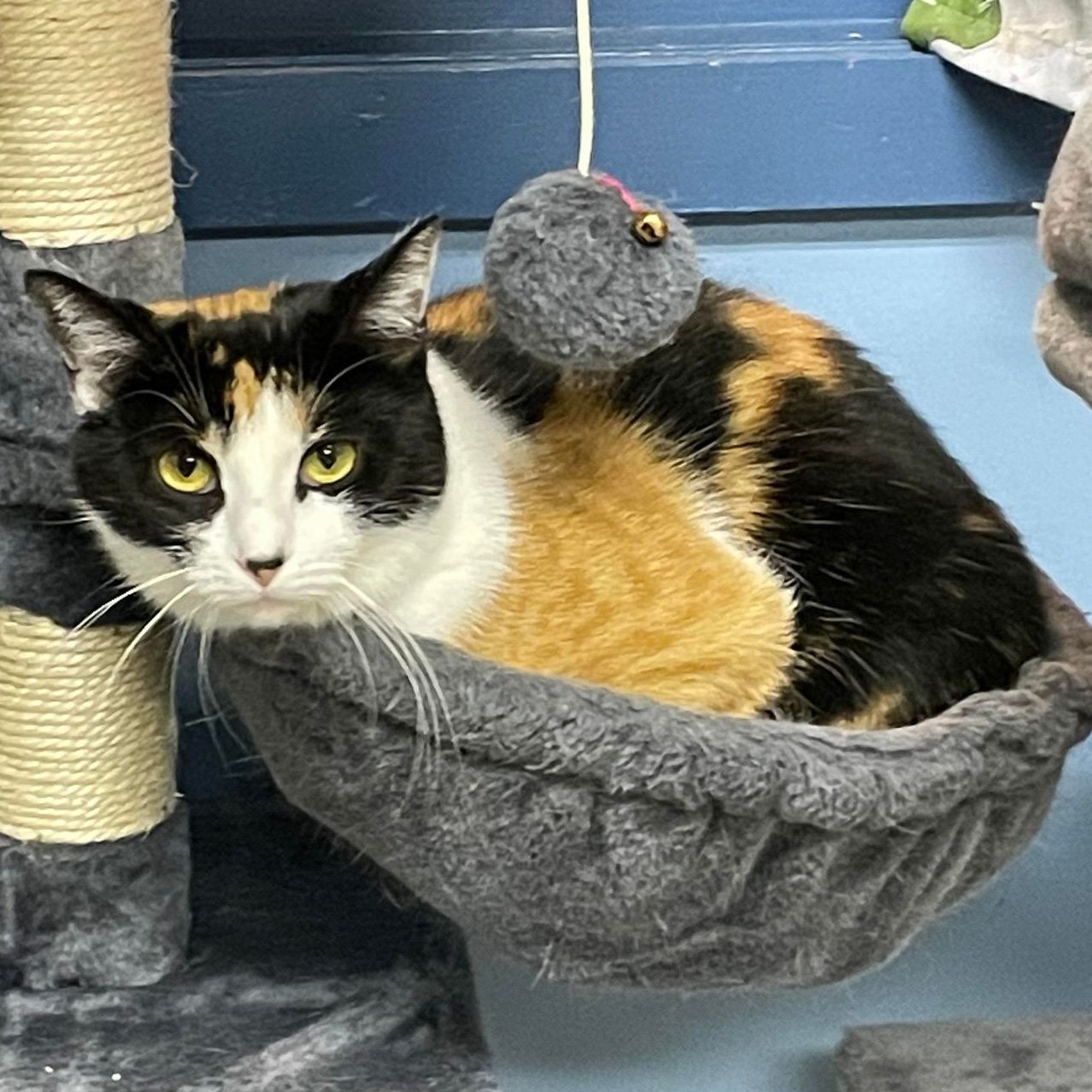 adoptable Cat in Rochester, NY named Juna