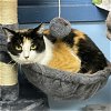 adoptable Cat in rochester, NY named Juna