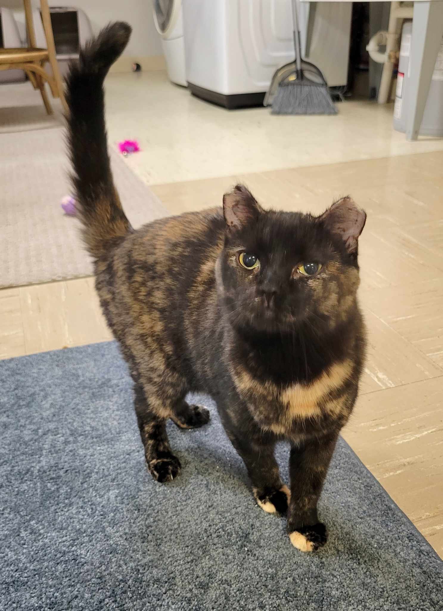 adoptable Cat in Rochester, NY named Cher