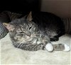 adoptable Cat in rochester, NY named Sissy- Special Needs- CH